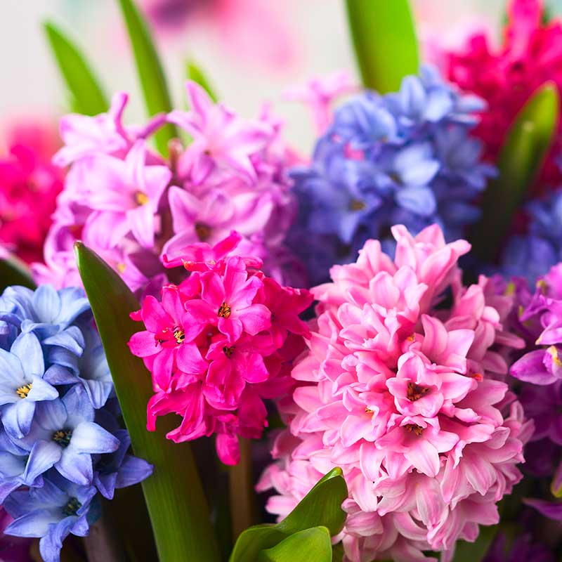 1a-blumen-halbig-blumen-schnittblumen-fruehling