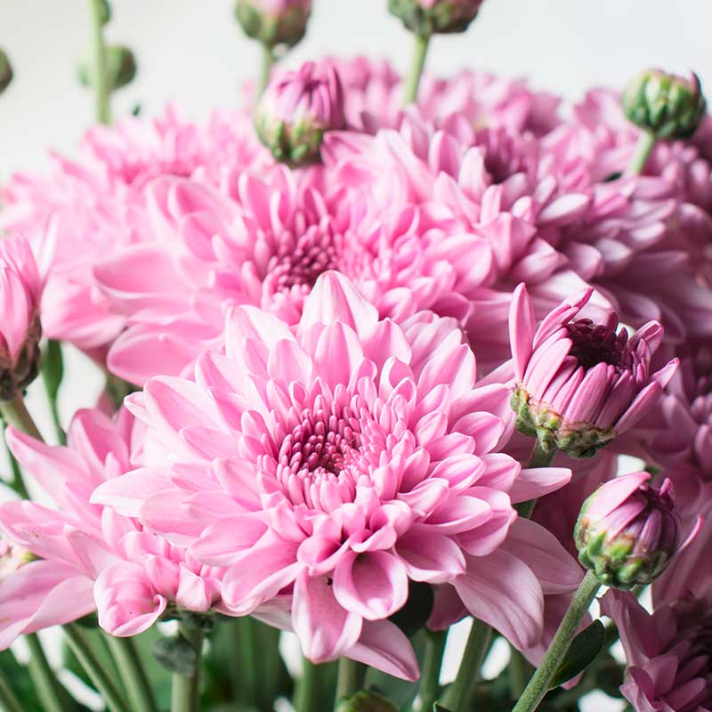 1a-blumen-halbig-blumen-schnittblumen-herbst