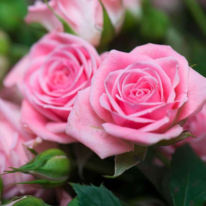 1a-blumen-halbig-blumen-schnittblumen-sommer