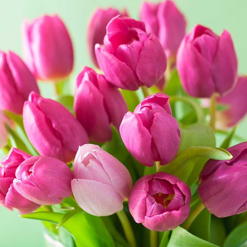 1a-blumen-halbig-blumen-schnittblumen-winter