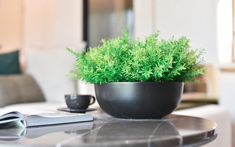 1a-blumen-halbig-wohnen-lifestyle-raumbegruenung-zimmerpflanzen-vase