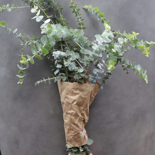 Eukalyptus Baby Blue