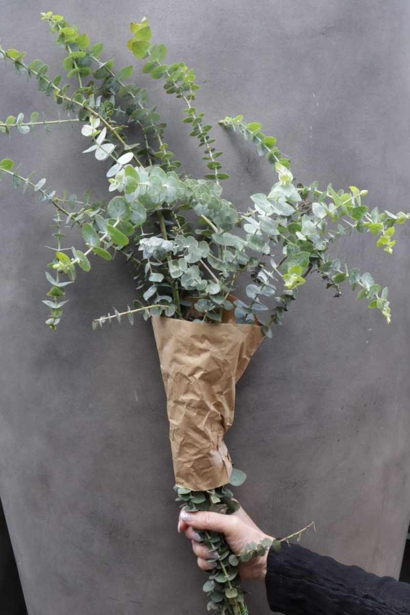 Eukalyptus Baby Blue