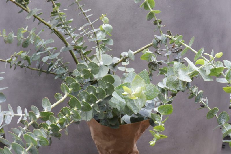 Eukalyptus Baby Blue – Bild 2