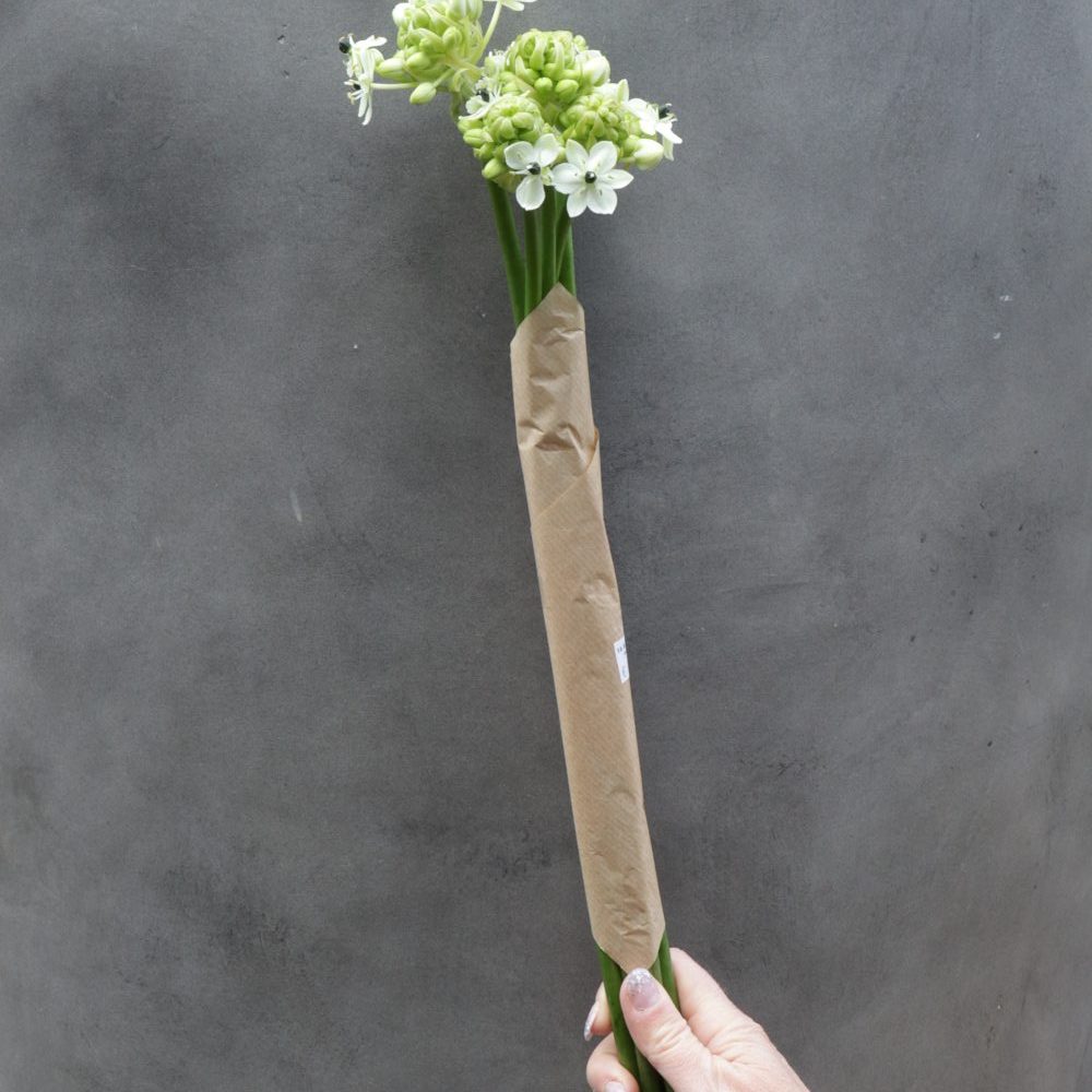 Ornithogalum