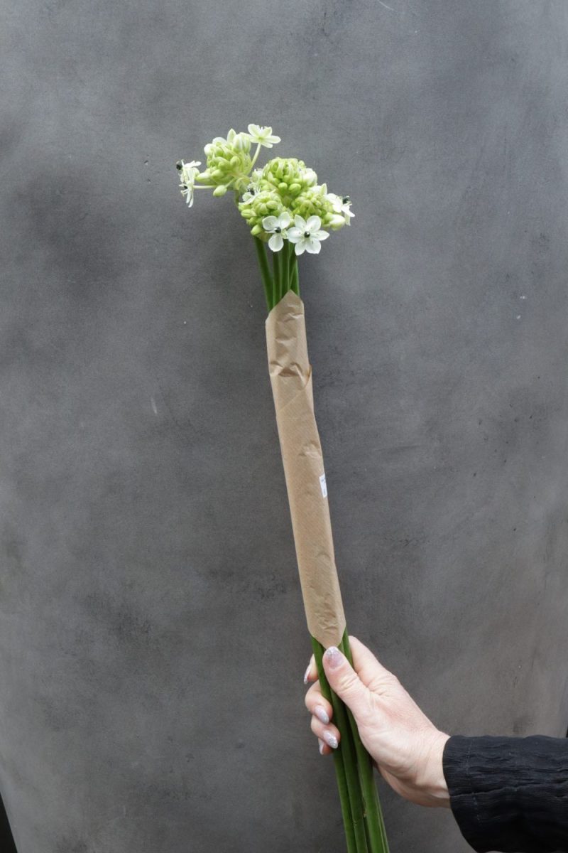 Ornithogalum