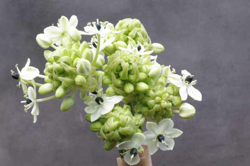 Ornithogalum – Bild 2