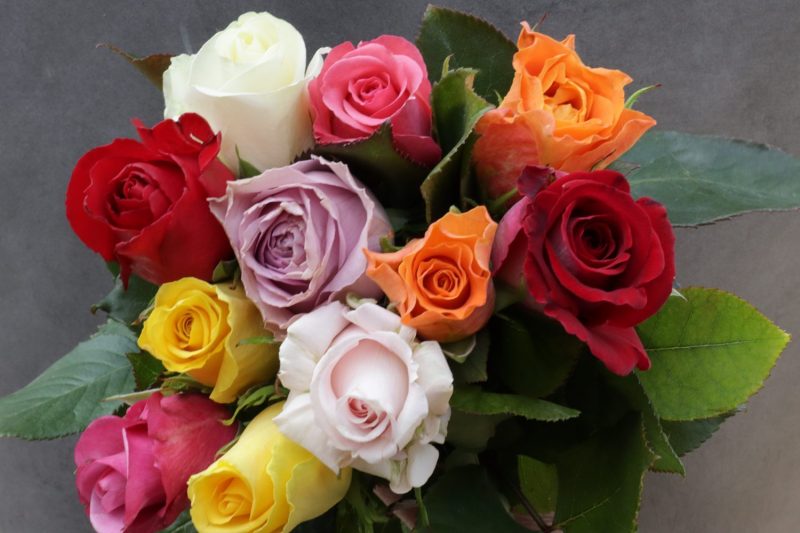 ROSEN - verschiedenfarbige Rosen (Wählen Sie selbst wieviel Rosen Sie möchten......)