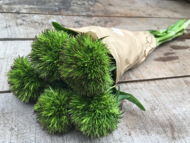 Bartnelken - GRÜN - 1A Blumen Halbig