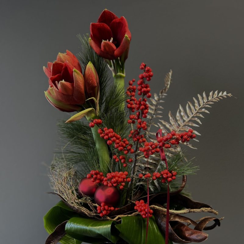 Amaryllis Weihnachtsstrauß "Red Christmas"