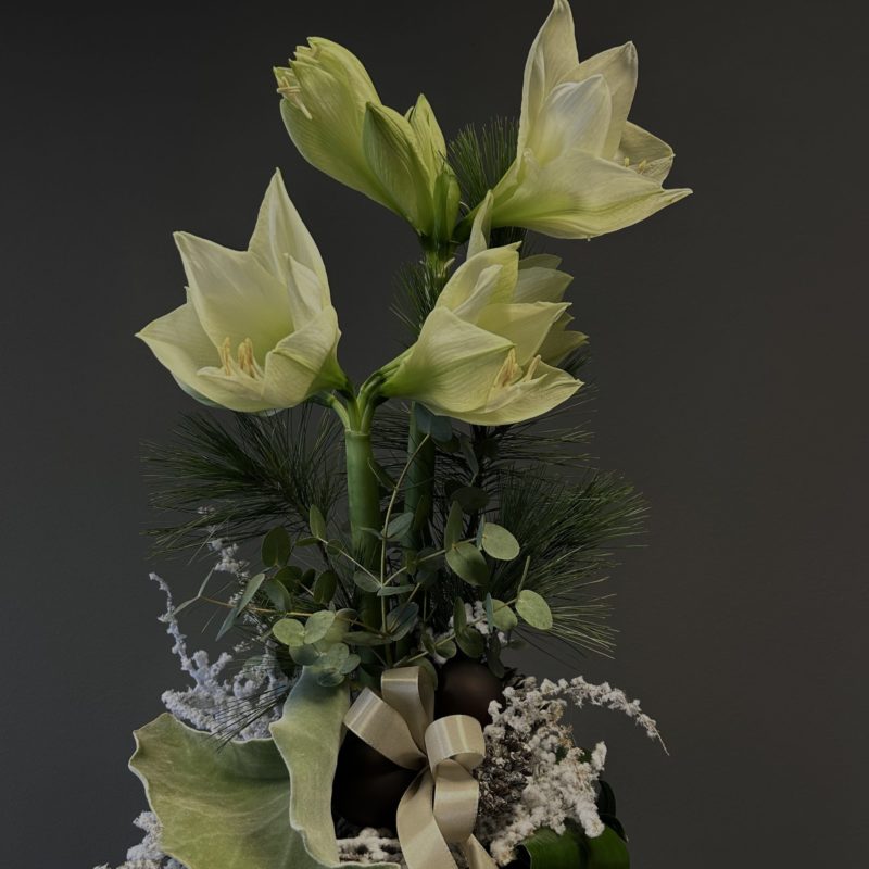 Amaryllis Weihnachtsstrauß "White Christmas"