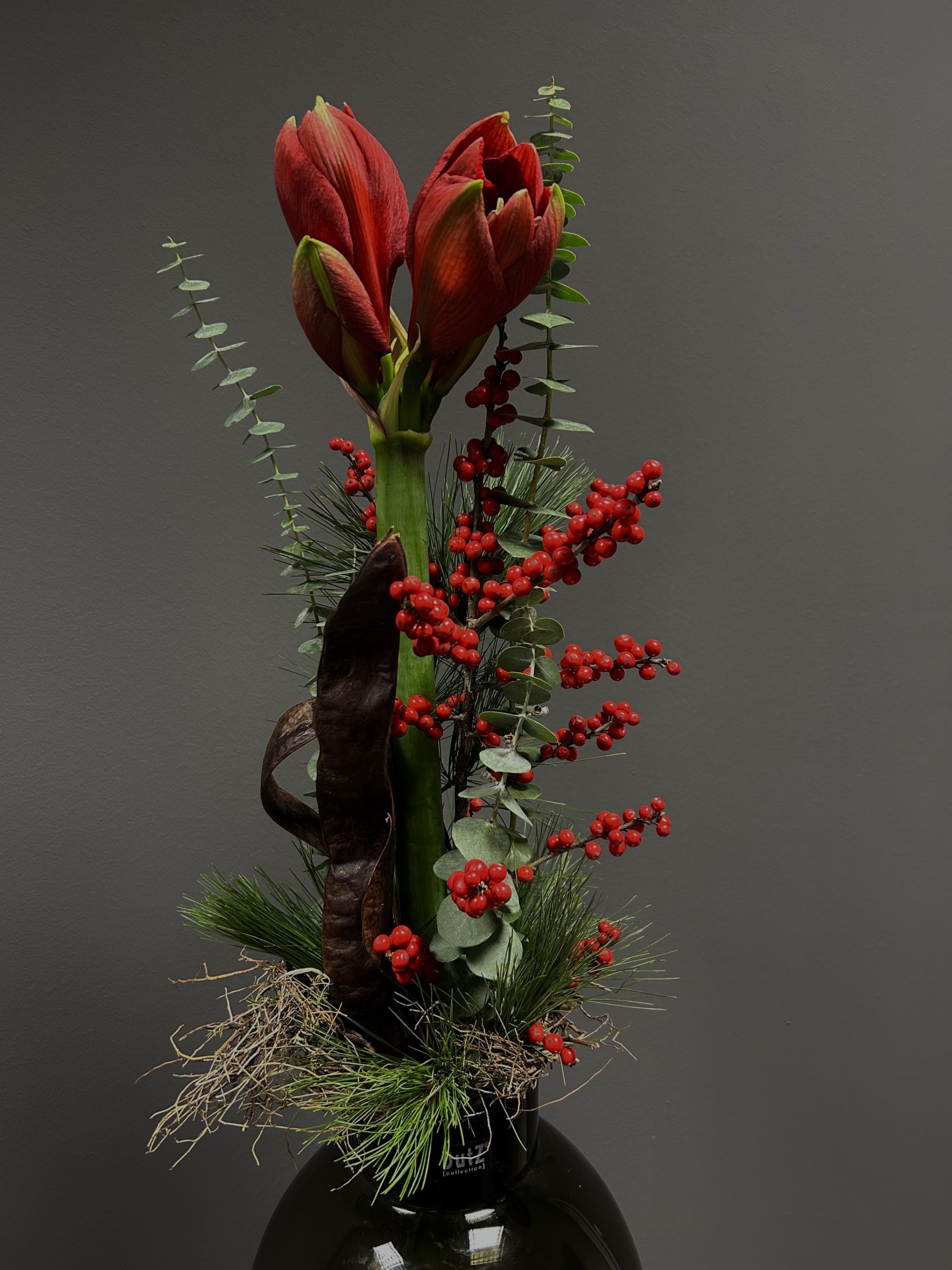 AMARYLLIS IN SZENE – Bild 2